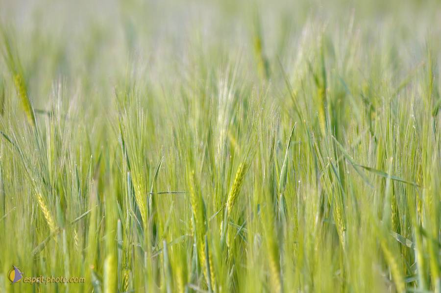 Nom de l'image : D2162518_1_(c)Norbert-JUNG — Description :